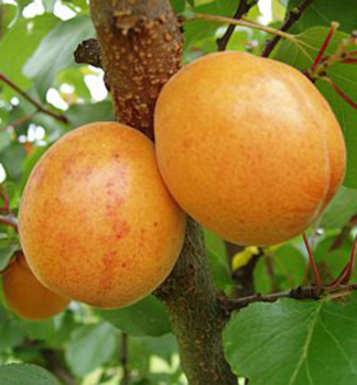 Marhu�a �LEALA� podp. myrobal�n, vo�nok.