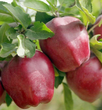 Jablo STARKRIMSON podp. M26, vonok.