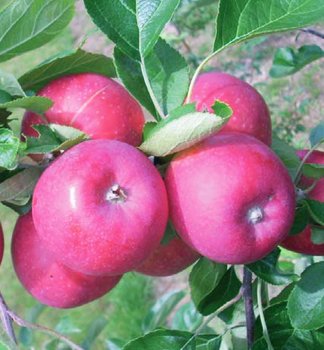 Jablo ALLEGRO podp. M7, vonok.