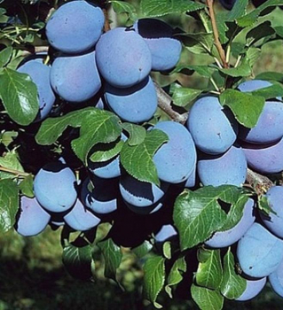 Slivka skor� �TOPFIRST��, podp. myrobal�n, 180-200 cm, vo�nok.