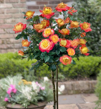 Ruža stromèeková ´DOUBLE PARFUM´ na kmienku 100 cm, zemný bal