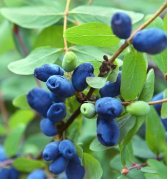 Zemolez kam�atsk� �MORENA� 20-30 cm, kont. 2 l