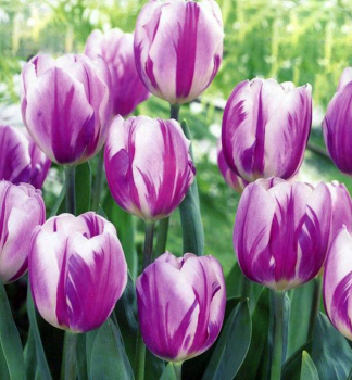 Tulipán ´FLAMING FLAG´ 5 ks v balení