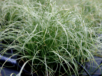 Obr�zok (5)