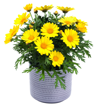 Chryzant�movka �DAY-ZEE YELLOW�, kont. 0,5 l