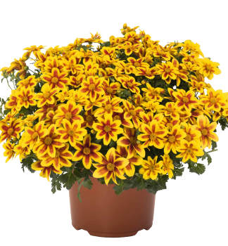 Dvojzub �BIDY BOOM RED EYE�, kont. 0,5 l