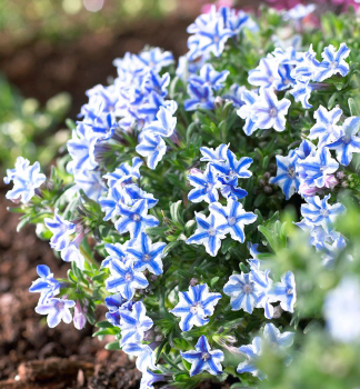 Kamejka roz��ren� �BLUE STAR�, kont. 0,5 l