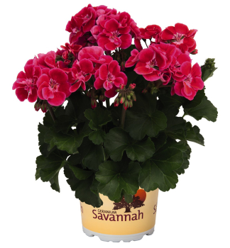 Pelarg�nia vzpriamen� �SAVANNAH� TEXMEX FIRE�, kont. 0,5 l
