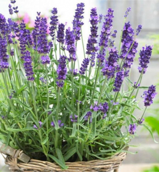 Levandu�a �zkolist� �ESSENCE PURPLE�, kont. 1 l