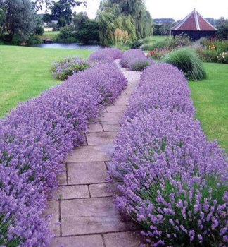 Levandu�a �zkolist� �HIDCOTE BLUE�, kont. 0,5 l