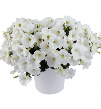 Pet�nia poloprevisnut� �CAPELLA� WHITE�, kont. 0,5 l