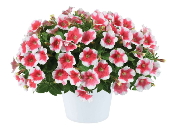 Pet�nia poloprevisnut� �CAPELLA� CHERRY VANILLA�, kont. 0,5 l