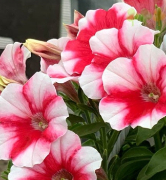 Pet�nia poloprevisnut� �CAPELLA� CHERRY VANILLA�, kont. 0,5 l