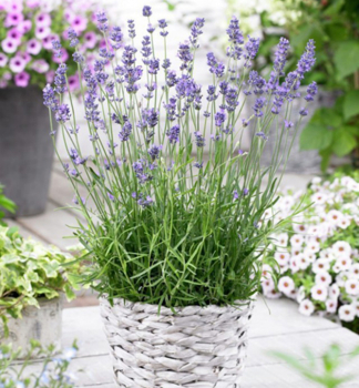 Lavandula angustifolia �MUNSTEAD� v n�dobe