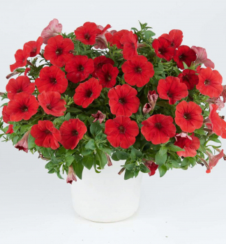 Pet�nia poloprevisnut� �CAPELLA� RUBY RED�, kont. 0,5 l