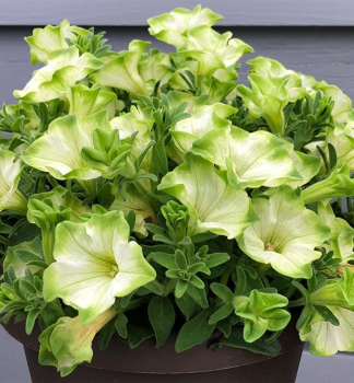 Pet�nia previsnut� �RAY� PISTACHIO CREAM�, kont. 0,5 l