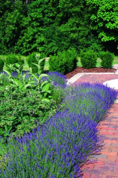 Lavandula angustifolia �MUNSTEAD� v z�hone