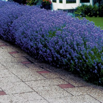 Lavandula angustifolia �MUNSTEAD�