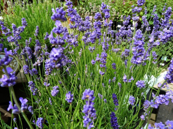Levandu�a �zkolist� / Lavandula angustifolia �MUNSTEAD�