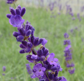 Levandu�a �zkolist� / Lavandula angustifolia �MUNSTEAD� detail kvetu