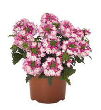 Verbena �WICKED�HOT PINK�, kont. 0,5 l