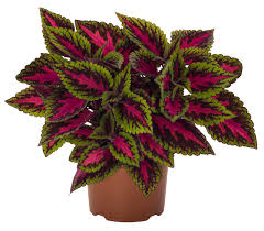 Koleus vzpriamen� (africk� p�h�ava) �MAIN STREET�RUBY ROAD�, kont. 0,5 l