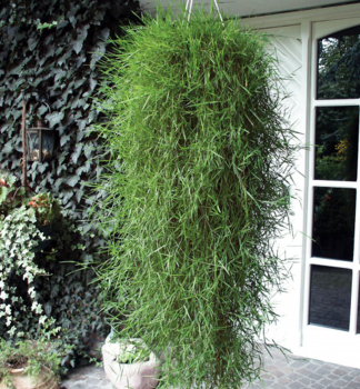 Agrostis (psin�ek poplazov�) �FANCIFILLERS� GREEN TWIST�, kont. 1 l