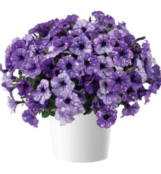 Pet�nia poloprevisnut� �SPLASHDANCE� BOLERO BLUE�, kont. 0,5 l