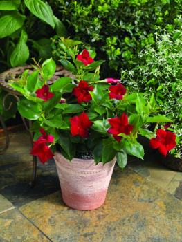 Mandevilla hybridn� �JADE RED�, kont. 1 l