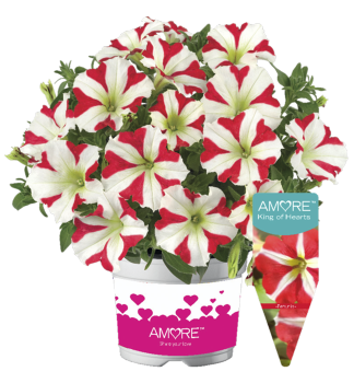 Pet�nia poloprevisnut� srdie�kovit� �AMORE� KING OF HEARTS�, kont. 0,5 l