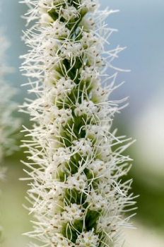 Liatra klasnatá / Liatris spicata ´FLORISTAN WHITE´ detail kvetu