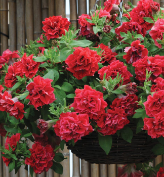 Pet�nia previsnut� �TUMBELINA� INGA�, kont. 0,5 l