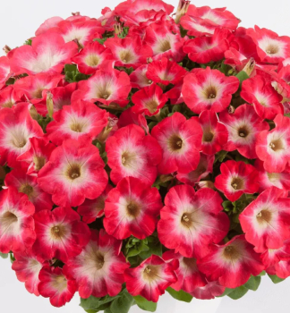 Surf�nia previsnut� �CORAL MORN��, kont. 0,5 l