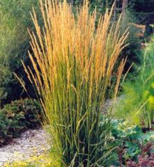 Calamagrostis acutiflora �KARL FOERSTER�