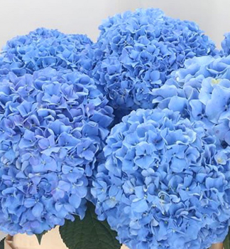 Hortenzia kalinolist FABOLO BLUE 20-30 cm, kont. 4 l