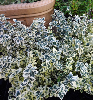 Br�len Fortunov �DAN�S DELIGHT� 20-30 cm, kont. 3 l