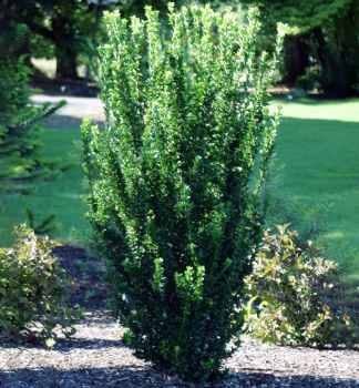 Brlen japonsk GREEN SPIRE 20-30 cm, kont. 2,5 l