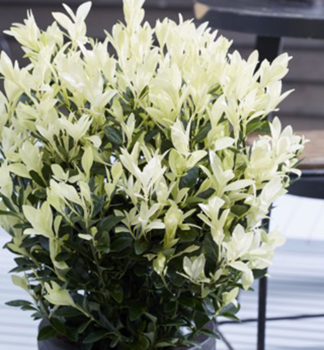 Brlen japonsk HIMALAYA 30-40 cm, kont. 2,5 l