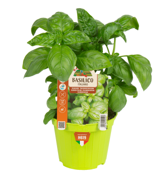 Bazalka prav�, kont. 0,5 l