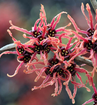 Hamamel prostredn� �RUBY GLOW� 50-60 cm, kont. 5 l