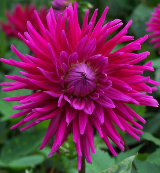 Cibule - Georg�na �CACTUS ORFEO�, 1 ks v balen�