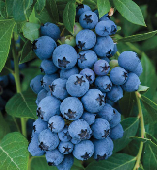 uoriedka kanadsk EARLIBLUE 30-40 cm, kont. 2 l