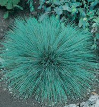 Kyjanka siv� �SPIKY�, kont. 0,5 l