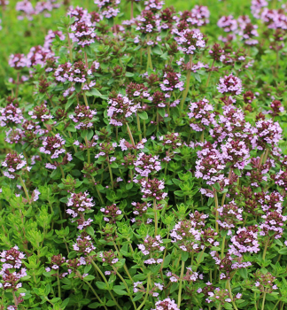 Materina d��ka citr�nov�, kont. 1,5 l