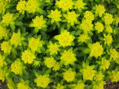 Mliečnik mnohofarebný / Euphorbia polychroma