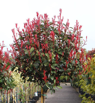 �ervienka Fraserova �CARRE ROUGE� na kmienku 90 cm, kont. 12 l