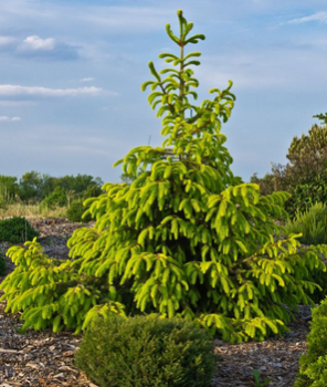 Smrek vchodn AUREA 80-90 cm, kont. 5 l