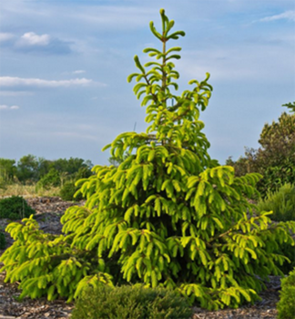 Smrek v�chodn� �AUREA� 80-90 cm, kont. 5 l