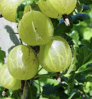 Egre� kr�kov� �WHITESMITH� 20-30 cm, kont. 2 l