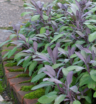 Salvia officinalis �PURPURASCENS�